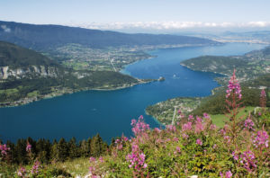 Parterre de fleurs rose de montagne et lac d'Annecy