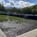 Le lit planté de roseaux après la modernisation de l'Unité de dépollution des eaux usées du SILA à Saint-Sylvestre