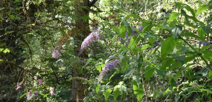 La lutte contre les plantes exotiques envahissantes