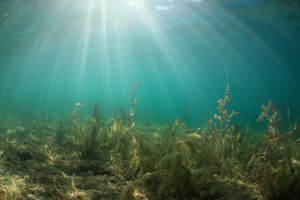 La richesse et l'importance écologique des herbiers immergés - JPEG - 486 ko