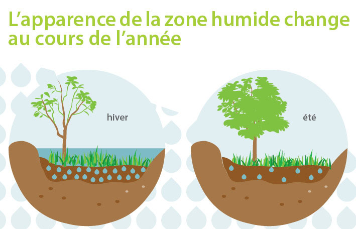 Les zones humides selon les saisons