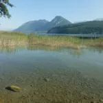 Roselières du lac d'Annecy